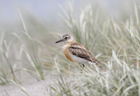 NZ dotterel971.jpg
